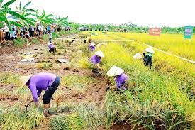 Huyện Tứ Kỳ dự kiến tổ chức Hội thi gặt lúa hữu cơ bãi rươi vụ xuân 2023 vào ngày 2/6